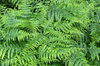 Bracken