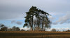 Conifer copse