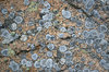 Lichen profusion