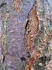 tree bark
