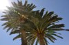 Palms