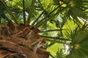 Palm