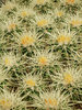 cactus texture