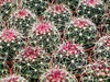 Cactus texture