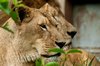 Lions