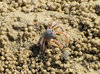 Sand bubbler crabs