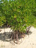 Mangrove
