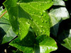 Wet leafs
