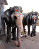 Temple Elephants