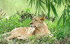 Lioness