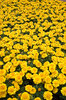 Marigolds