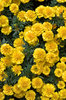 Marigolds