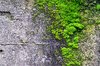 Moss on concrete