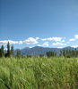 Scenic Fields