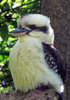 kookaburra