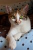 Cat series