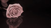 Sepia Rose