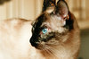 Cat series