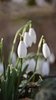 Snowdrop