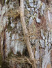 Roots
