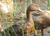 Ducks at the Farm