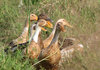 Ducks at the Farm