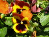 Colorfull Flowers