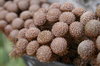 Brown fluffy balls