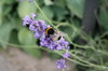 Pretty Bee 2