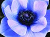 Anemone