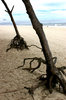 root
