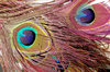 Feather of Peacock