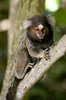 monkey, brasil