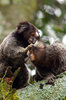 monkey, brasil