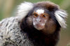 monkey, brasil