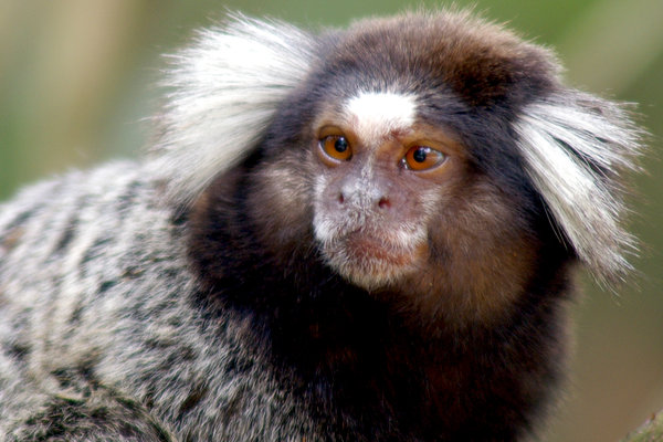 monkey, brasil: No description