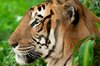 Big cat