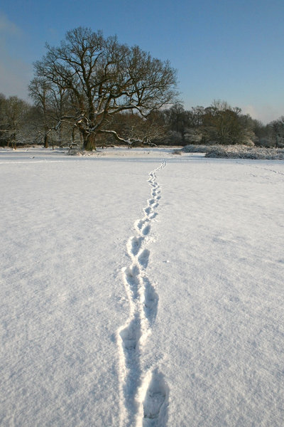 Snow tracks: Tracks through freshly fallen snow in a park in West Sussex, England.