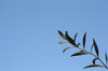 olive branch-02