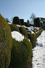 Snowy topiary