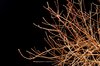 Creepy branches