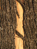 Wood Texture