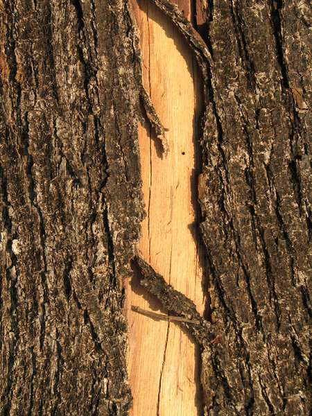 Wood Texture: no description