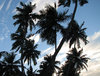 Coconut Tree Silhouette