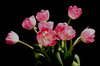 pink tulips