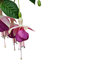 Fuchsias