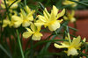 Miniature Narcissus