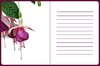 Fuchsias