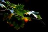 Autumn Leaves fantasy