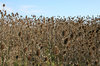 Teasel multitude